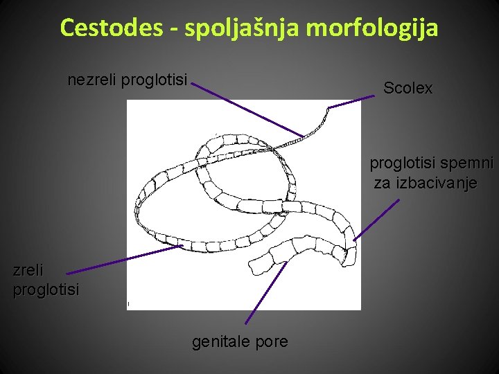 Cestodes - spoljašnja morfologija nezreli proglotisi Scolex proglotisi spemni za izbacivanje zreli proglotisi genitale