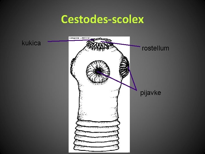 Cestodes-scolex kukica rostellum pijavke 