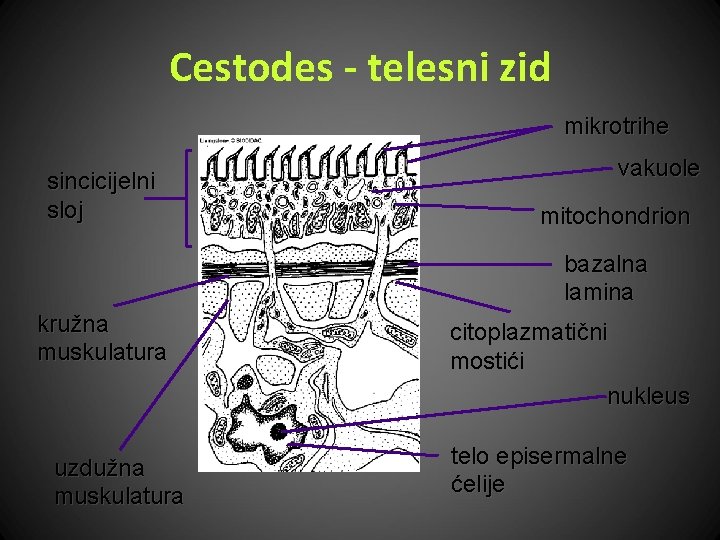 Cestodes - telesni zid mikrotrihe sincicijelni sloj vakuole mitochondrion bazalna lamina kružna muskulatura uzdužna