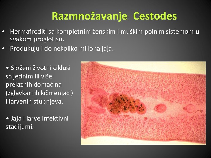 Razmnožavanje Cestodes • Hermafroditi sa kompletnim ženskim i muškim polnim sistemom u svakom proglotisu.