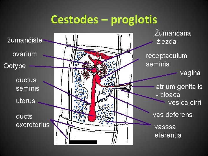 Cestodes – proglotis žumančište ovarium Ootype ductus seminis uterus ducts excretorius Žumančana žlezda receptaculum