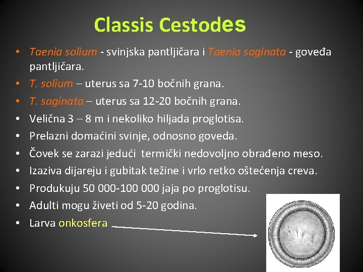 Classis Cestodes • Taenia solium - svinjska pantljičara i Taenia saginata - goveđa pantljičara.