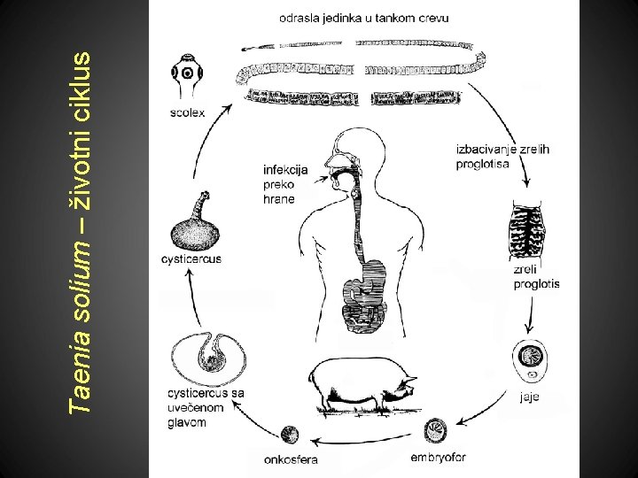 Taenia solium – životni ciklus 