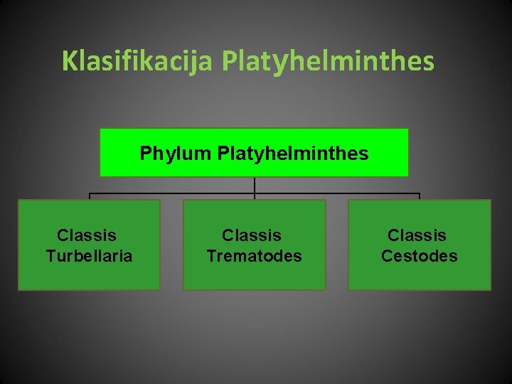 Klasifikacija Platyhelminthes Phylum Platyhelminthes Classis Turbellaria Classis Trematodes Classis Cestodes 