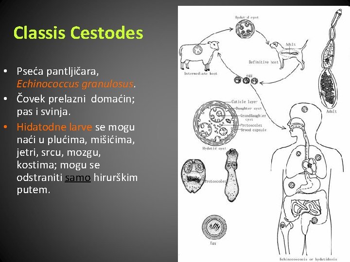 Classis Cestodes • Pseća pantljičara, Echinococcus granulosus. • Čovek prelazni domaćin; pas i svinja.