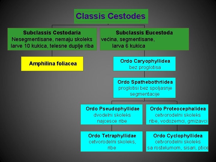 Classis Cestodes Subclassis Cestodaria Nesegmentisane, nemaju skoleks larve 10 kukica, telesne duplje riba Amphilina