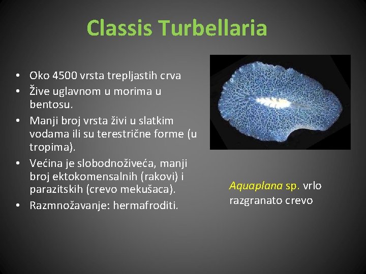 Classis Turbellaria • Oko 4500 vrsta trepljastih crva • Žive uglavnom u morima u