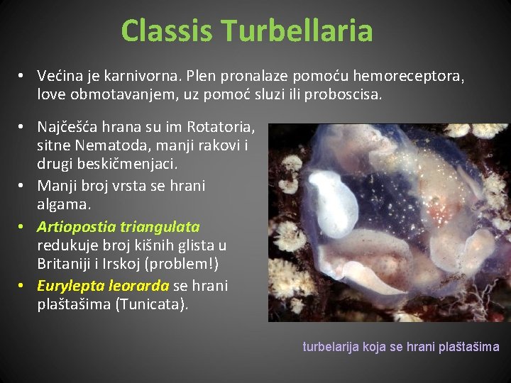 Classis Turbellaria • Većina je karnivorna. Plen pronalaze pomoću hemoreceptora, love obmotavanjem, uz pomoć