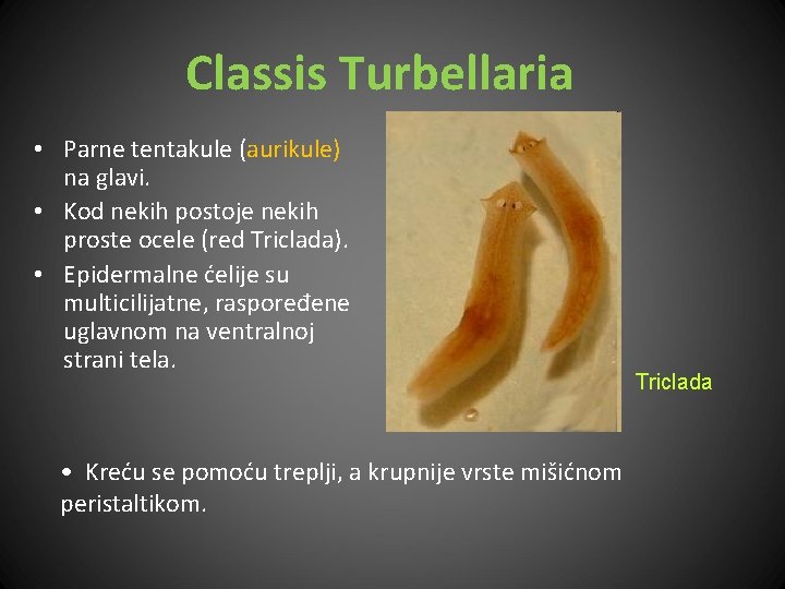 Classis Turbellaria • Parne tentakule (aurikule) na glavi. • Kod nekih postoje nekih proste