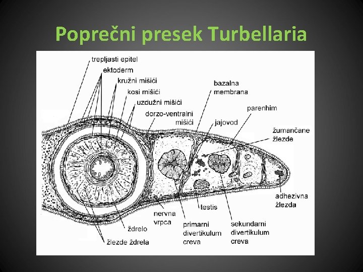 Poprečni presek Turbellaria 