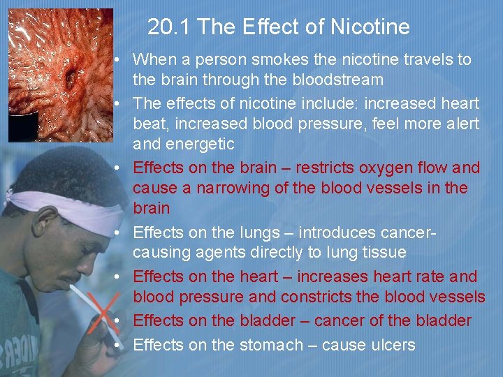 20. 1 The Effect of Nicotine • When a person smokes the nicotine travels