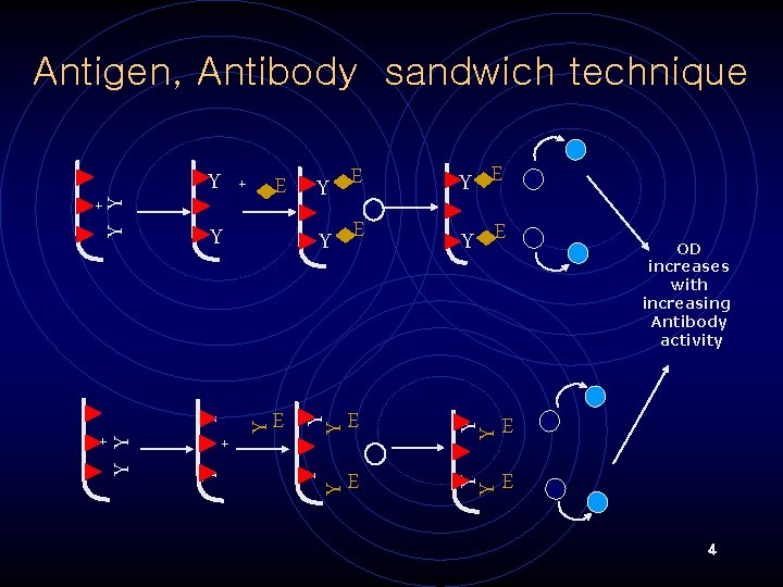 Antigen, Antibody sandwich technique Y E E Y Y Y E E OD increases