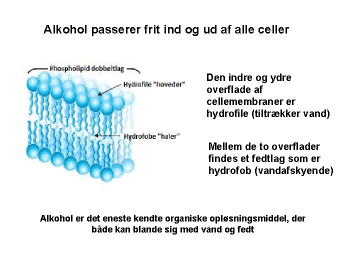 Alkohol passerer frit ind og ud af alle celler Den indre og ydre overflade