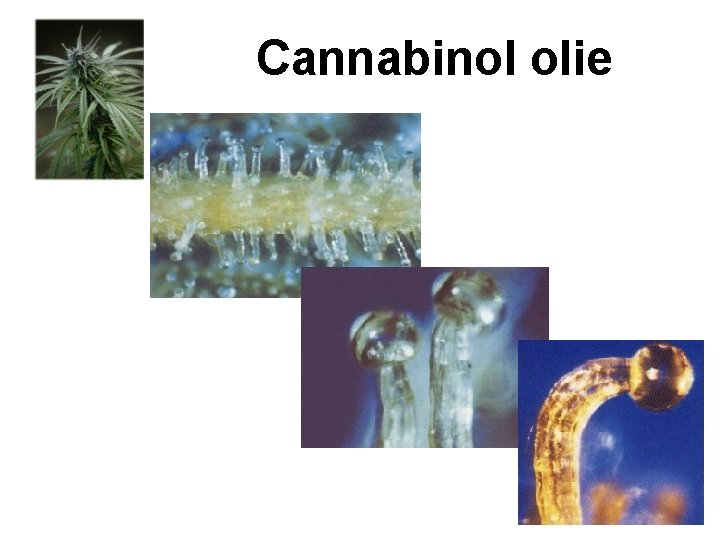 Cannabinol olie 