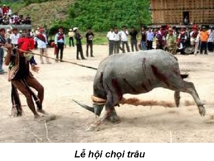 Lễ hội chọi trâu 