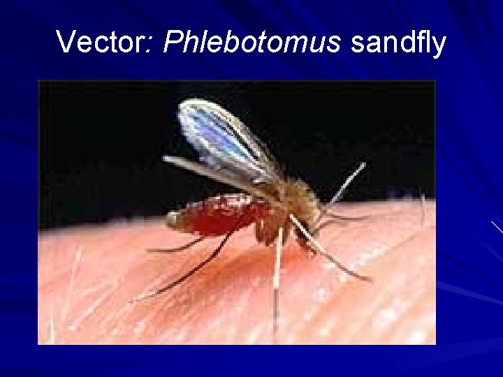 Vector: Phlebotomus sandfly 