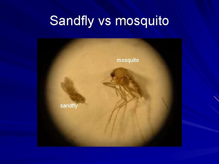 Sandfly vs mosquito sandfly 