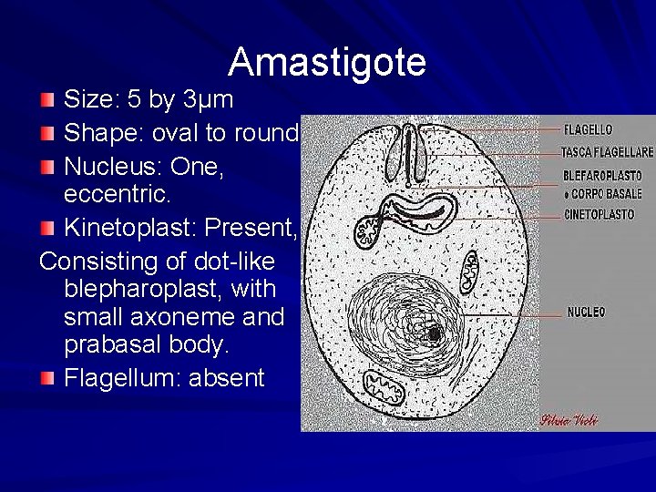 Amastigote Size: 5 by 3µm Shape: oval to round Nucleus: One, eccentric. Kinetoplast: Present,