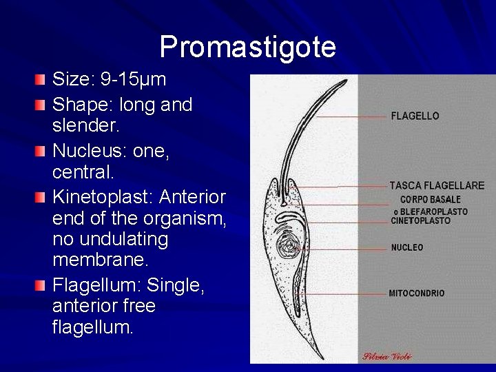 Promastigote Size: 9 -15µm Shape: long and slender. Nucleus: one, central. Kinetoplast: Anterior end