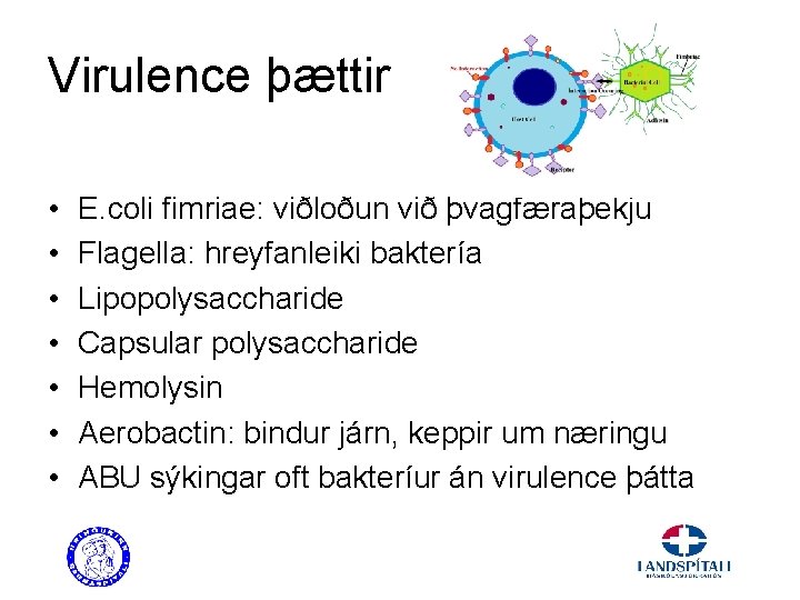 Virulence þættir • • E. coli fimriae: viðloðun við þvagfæraþekju Flagella: hreyfanleiki baktería Lipopolysaccharide