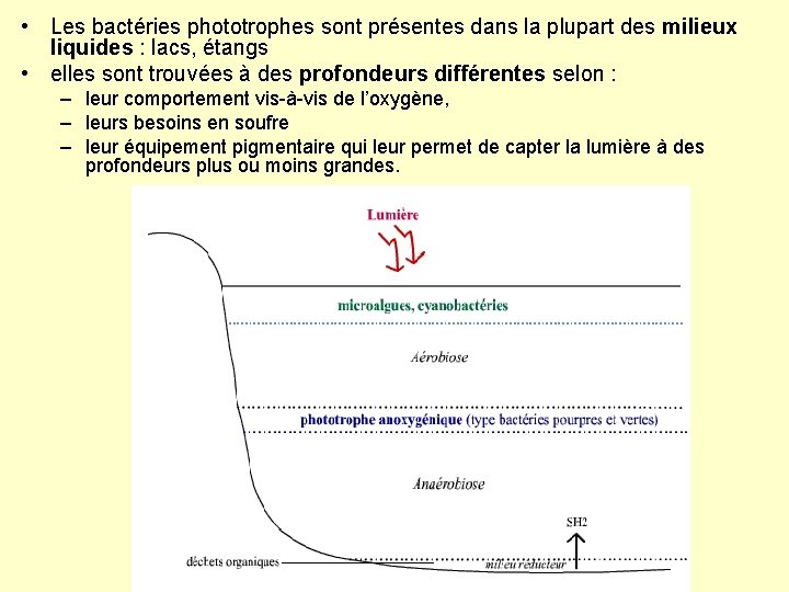  • Les bactéries phototrophes sont présentes dans la plupart des milieux liquides :