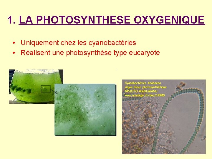 1. LA PHOTOSYNTHESE OXYGENIQUE • Uniquement chez les cyanobactéries • Réalisent une photosynthèse type