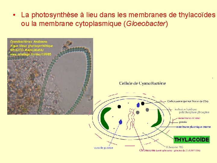  • La photosynthèse à lieu dans les membranes de thylacoïdes ou la membrane