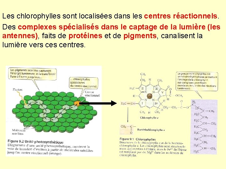 Les chlorophylles sont localisées dans les centres réactionnels. Des complexes spécialisés dans le captage