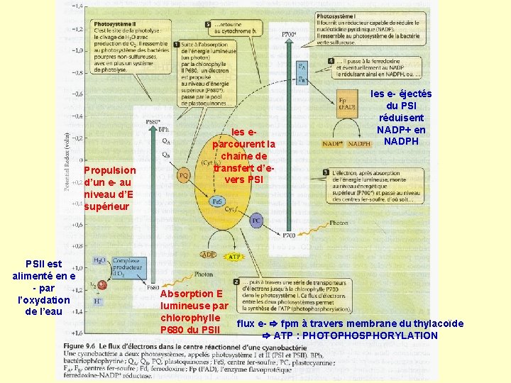Propulsion d’un e- au niveau d’E supérieur PSII est alimenté en e - par