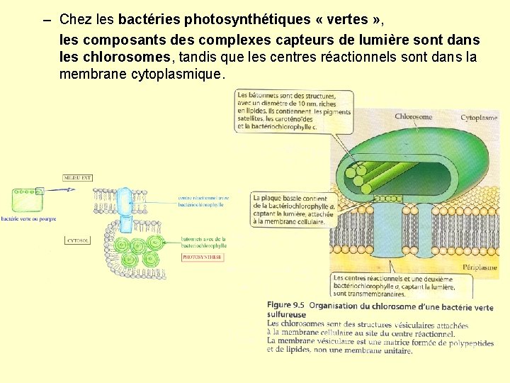 – Chez les bactéries photosynthétiques « vertes » , les composants des complexes capteurs