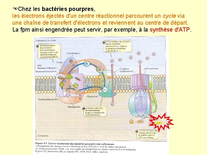  Chez les bactéries pourpres, les électrons éjectés d'un centre réactionnel parcourent un cycle