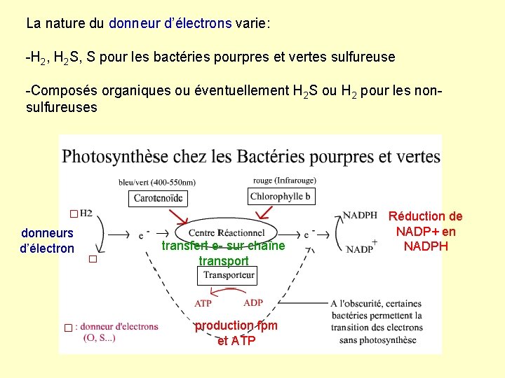 La nature du donneur d’électrons varie: -H 2, H 2 S, S pour les