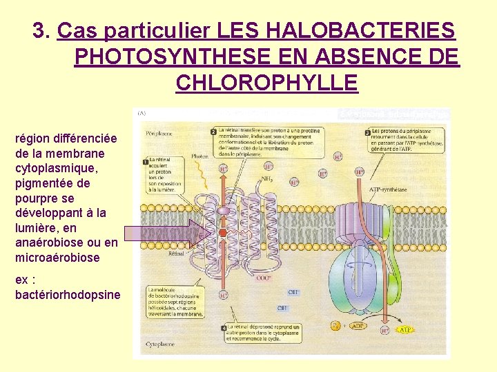 3. Cas particulier LES HALOBACTERIES PHOTOSYNTHESE EN ABSENCE DE CHLOROPHYLLE région différenciée de la