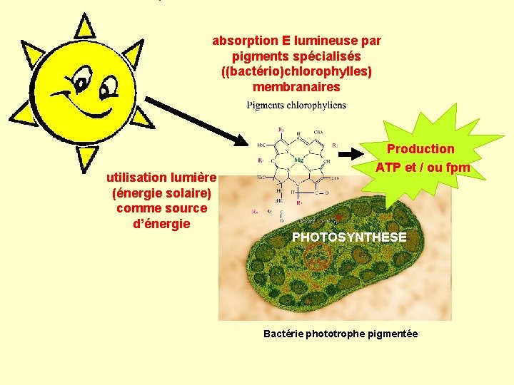 absorption E lumineuse par pigments spécialisés ((bactério)chlorophylles) membranaires utilisation lumière (énergie solaire) comme source