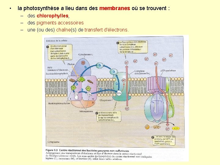  • la photosynthèse a lieu dans des membranes où se trouvent : –