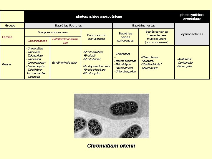 photosynthèse oxygénique photosynthèse anoxygénique Groupe Bactéries Pourpres sulfureuses Famille Chromatiaccae Genre -Chromatium -Thiocystis -Thiospirillum