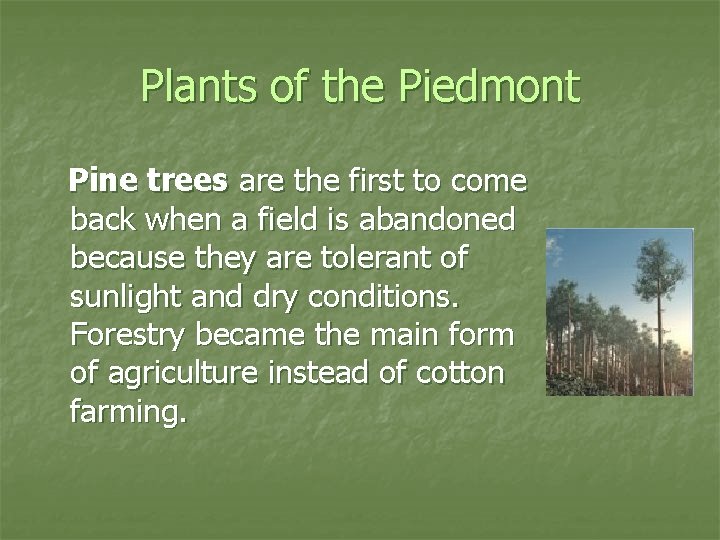 Plants of the Piedmont Pine trees are the first to come back when a