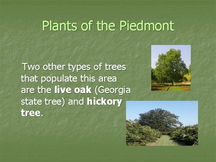 Plants of the Piedmont Two other types of trees that populate this area are