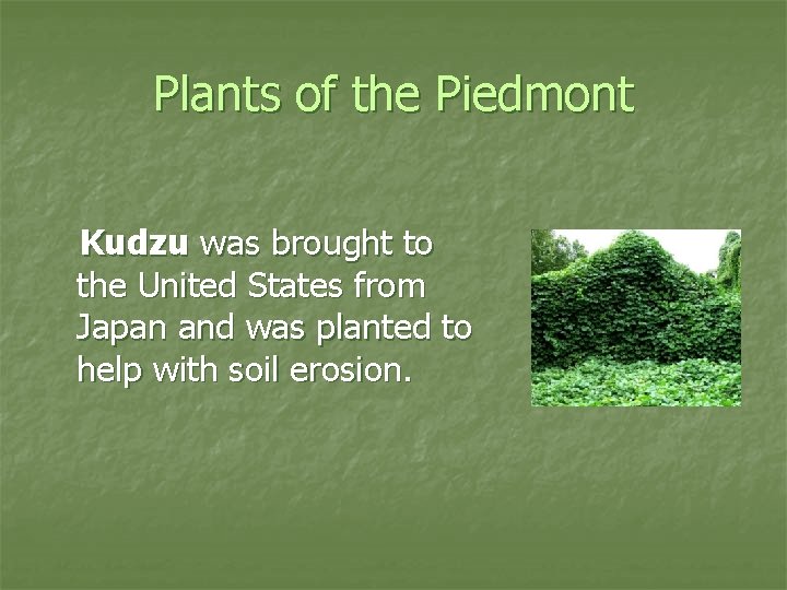 Plants of the Piedmont Kudzu was brought to the United States from Japan and
