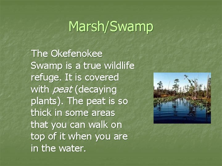 Marsh/Swamp The Okefenokee Swamp is a true wildlife refuge. It is covered with peat