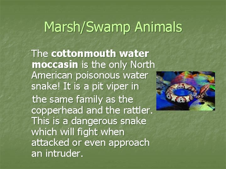 Marsh/Swamp Animals The cottonmouth water moccasin is the only North American poisonous water snake!