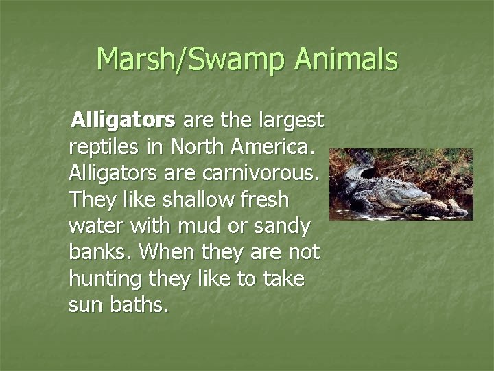 Marsh/Swamp Animals Alligators are the largest reptiles in North America. Alligators are carnivorous. They