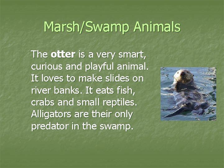 Marsh/Swamp Animals The otter is a very smart, curious and playful animal. It loves