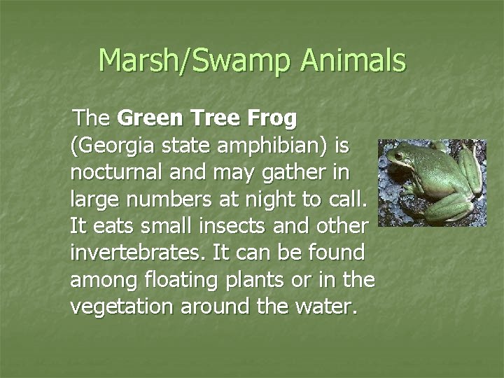 Marsh/Swamp Animals The Green Tree Frog (Georgia state amphibian) is nocturnal and may gather
