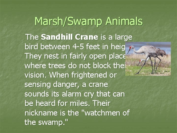 Marsh/Swamp Animals The Sandhill Crane is a large bird between 4 -5 feet in