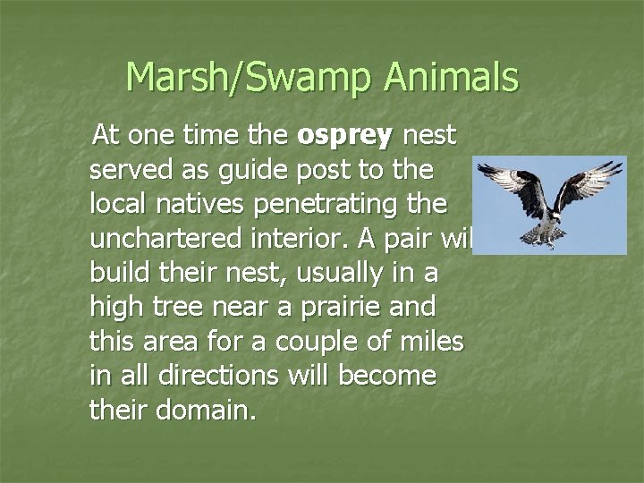 Marsh/Swamp Animals At one time the osprey nest served as guide post to the