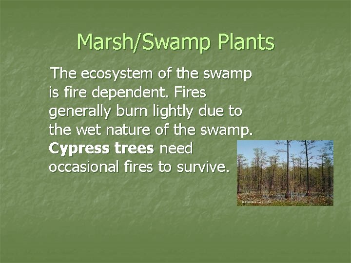 Marsh/Swamp Plants The ecosystem of the swamp is fire dependent. Fires generally burn lightly