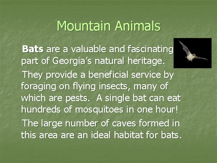 Mountain Animals Bats are a valuable and fascinating part of Georgia’s natural heritage. They