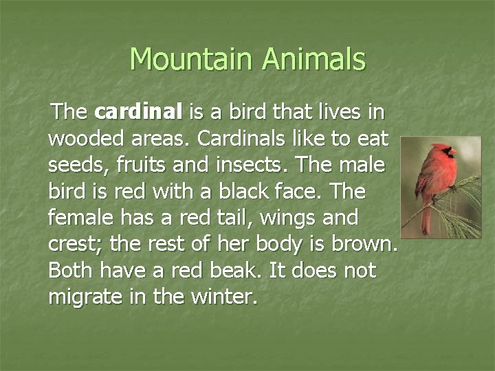 Mountain Animals The cardinal is a bird that lives in wooded areas. Cardinals like