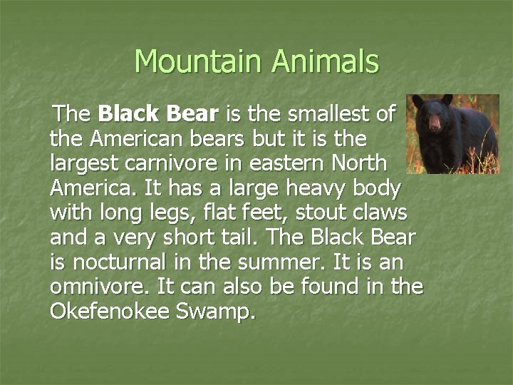 Mountain Animals The Black Bear is the smallest of the American bears but it